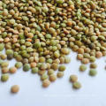 green lentils HPS quality dry green export/lentils